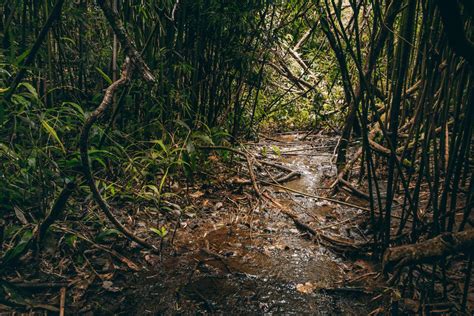 Lulumahu Falls // A Fun Waterfall Hike Through Oahu's Jungle