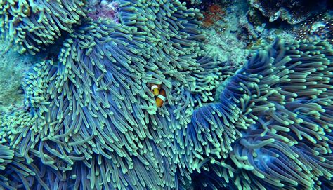 Free Images : underwater, coral reef, invertebrate, clown fish, clear water, cnidaria, habitat ...