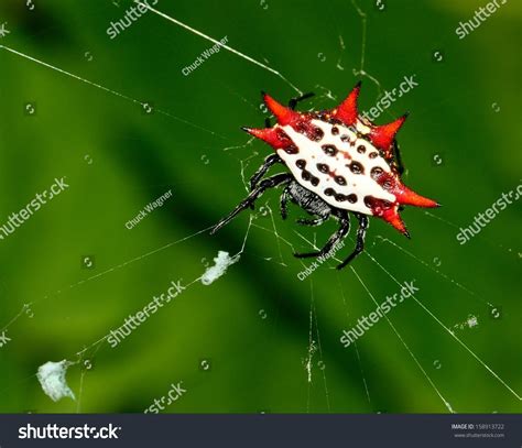 Spiny Orb Weaver Crab Spider Gasteracantha Stock Photo (Edit Now) 158913722