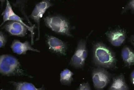 Cell Tracking | Thermo Fisher Scientific - KR