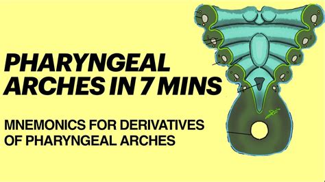 Pharyngeal arches embryology in 7 mins | Mnemonics for derivatives of pharyngeal arches |MBBS ...