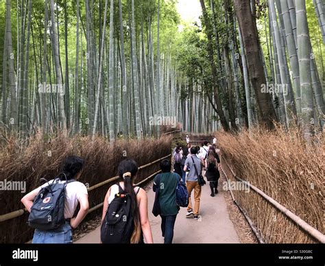 Arashiyama Bamboo Grove, also known as the Sagano Bamboo Forest, located in western Kyoto, Japan ...