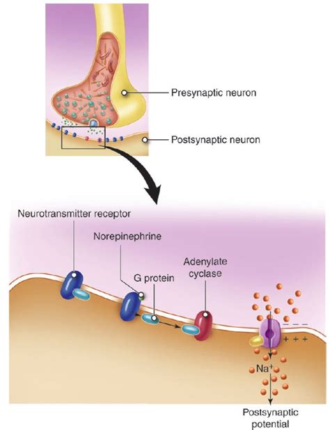 Postsynaptic Cell Diagram