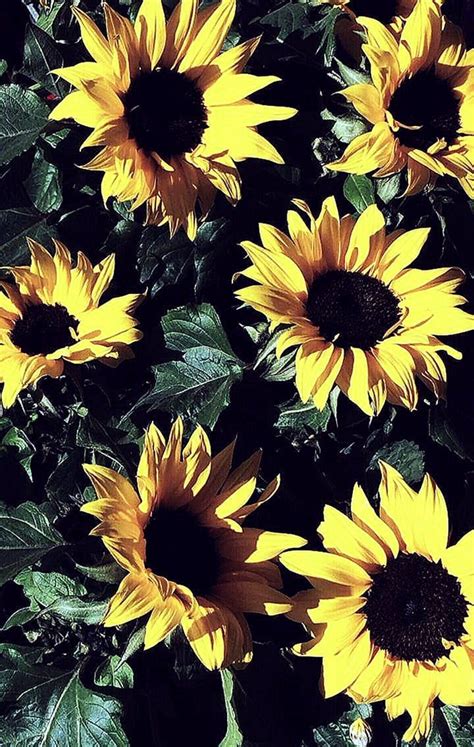 20 Excellent aesthetic sunflower wallpaper laptop You Can Use It ...