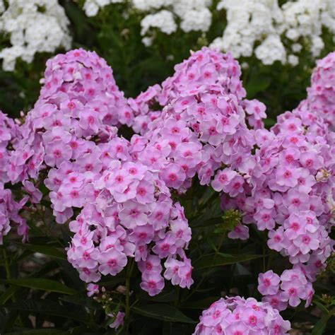 Phlox paniculata ‘Ultraviolet’ – Blue Sky Nursery