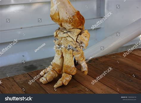 Anatomy Elephant Foot Elephantiasis Bone Stock Photo 1399394210 | Shutterstock