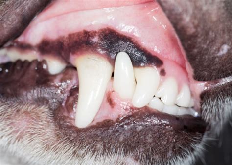 Black Gums in Dogs: What Does This Mean? – Top Dog Tips