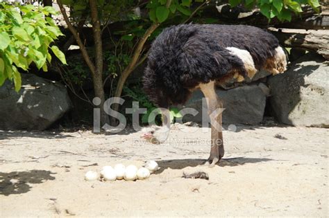 Ostrich Watching And Guarding Her Eggs Stock Photo | Royalty-Free ...