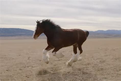 Budweiser Super Bowl 2022 commercial shows Clydesdale comeback ...