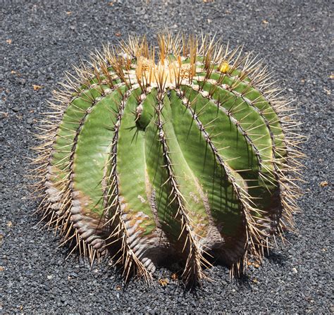 File:Ferocactus schwarzii. Jardín de Cactus - Lanzarote - J08.jpg - Wikimedia Commons