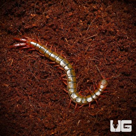 Egyptian Rainbow Centipedes (Scolopendra cingulata) For Sale ...