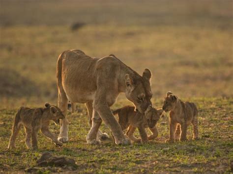 Zambia wildlife safari holiday | Responsible Travel