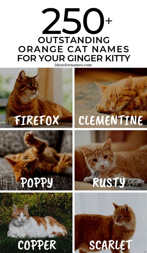 Orange Cats Names Male