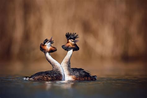 Great crested grebes are ridiculously good at this - Australian Geographic