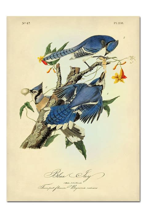 Audubon Bird Print Set Audubon Birds of America Bird and - Etsy