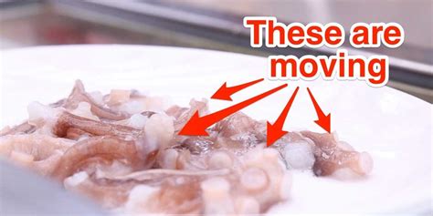 Eating live octopus in South Korea - Business Insider