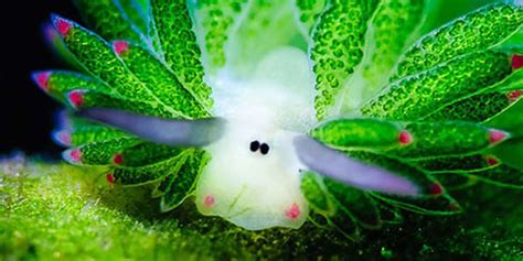 Sheep Of The Sea Are Cutest Slugs We've Ever Seen - The Dodo