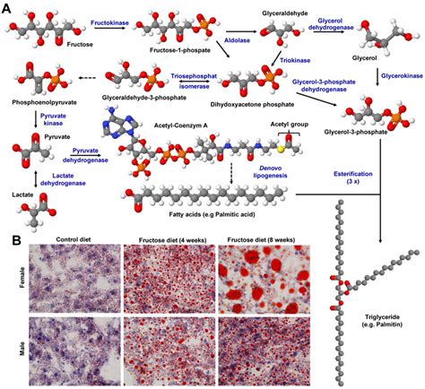 Fructose metabolism and consequences of increased fructose uptake. (A)... | Download Scientific ...