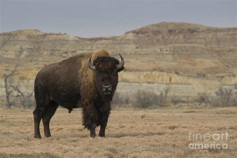 Badlands Bison Photograph by Tammy Wolfe - Pixels