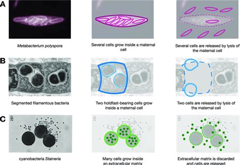 Examples of multiple fragmentation in nature and their interpretation... | Download Scientific ...