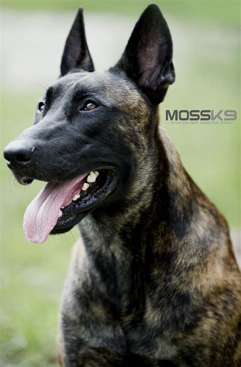 KNPV Dutch Shepherd Belgian Malinois Moss K9 | Malinois puppies ...