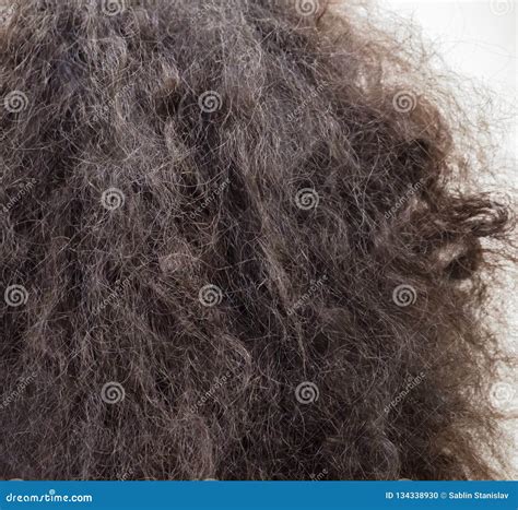 Women`s Curly Tangled Dark Hair. Close Up. Stock Photo - Image of ...