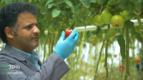 Towards Innovative Sustainable Agricultural Transformation and Food Security in Saudi Arabia ...