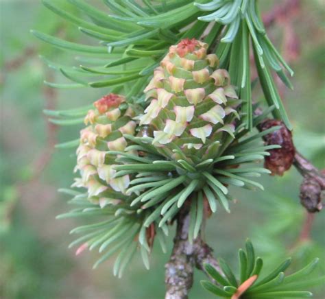 European Larch - Tree Guide UK European Larch identification