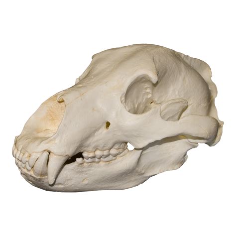 Replica Teaching Quality Grizzly Bear Skull (14.5 in) For Sale – Skulls Unlimited International ...