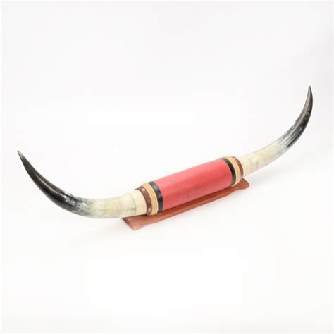 Mounted Longhorn Steer Horns | EBTH