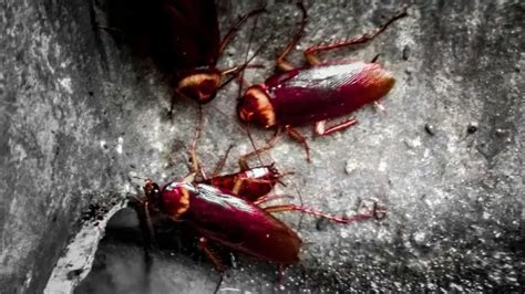 How to Get Rid of Roaches from Your Home and Garden