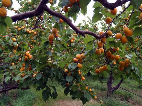 Pin by Betty Rex on ORCHARDS | Harvest, Orchard, Bing images