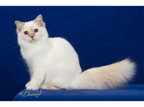 35+ Blue Birman Cat Colors - Furry Kittens