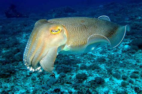 Cuttlefish are Smart and Charming | Joivert