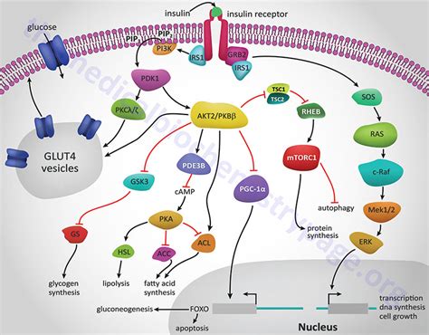 Insulin Function, Insulin Resistance, and Food Intake Control of ...