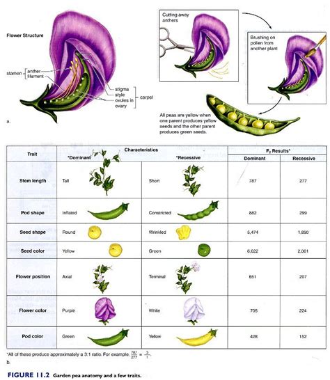 mendel's pea plant experiment - Google Search | Biology poster, Science crafts, Mendelian ...