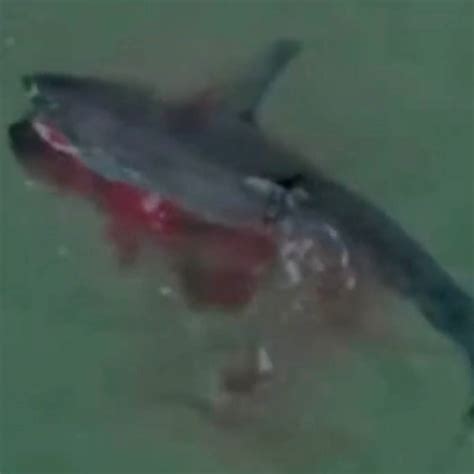 Great White Sharks Eating Seals