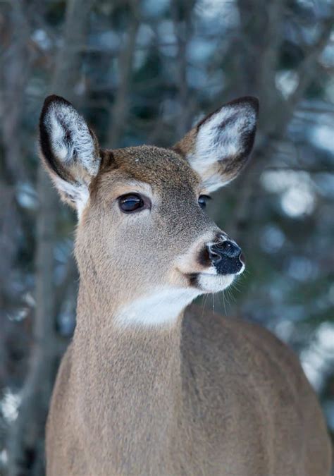 White-tailed Deer Portrait in Winter Stock Photo - Image of autumn ...