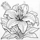 Printable Lily Coloring Pages sketch template