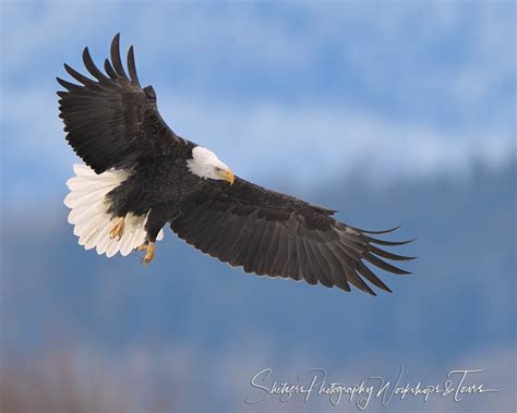 Bald Eagle Full Wingspan - Shetzers Photography