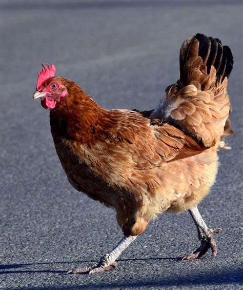 Why Did the Chicken Cross the Road? - Cackle Hatchery