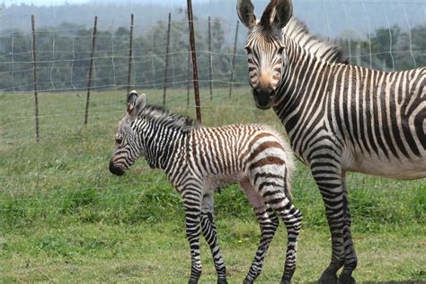 Hartmann’s Mountain Zebra – Mendonoma Sightings