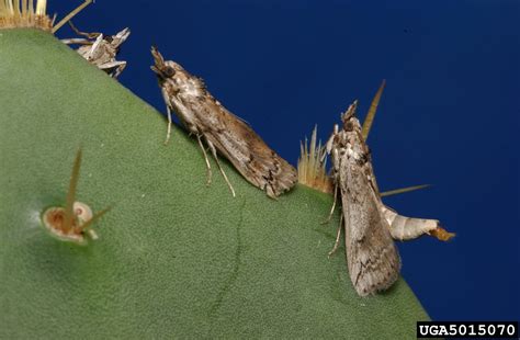 cactus moth, Cactoblastis cactorum (Lepidoptera: Pyralidae) - 5015070