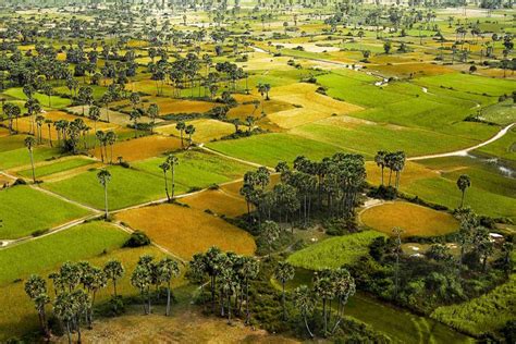 Rice fields in Cambodia - Like a rice harvester, I want to collect, grow & discover the beauty ...