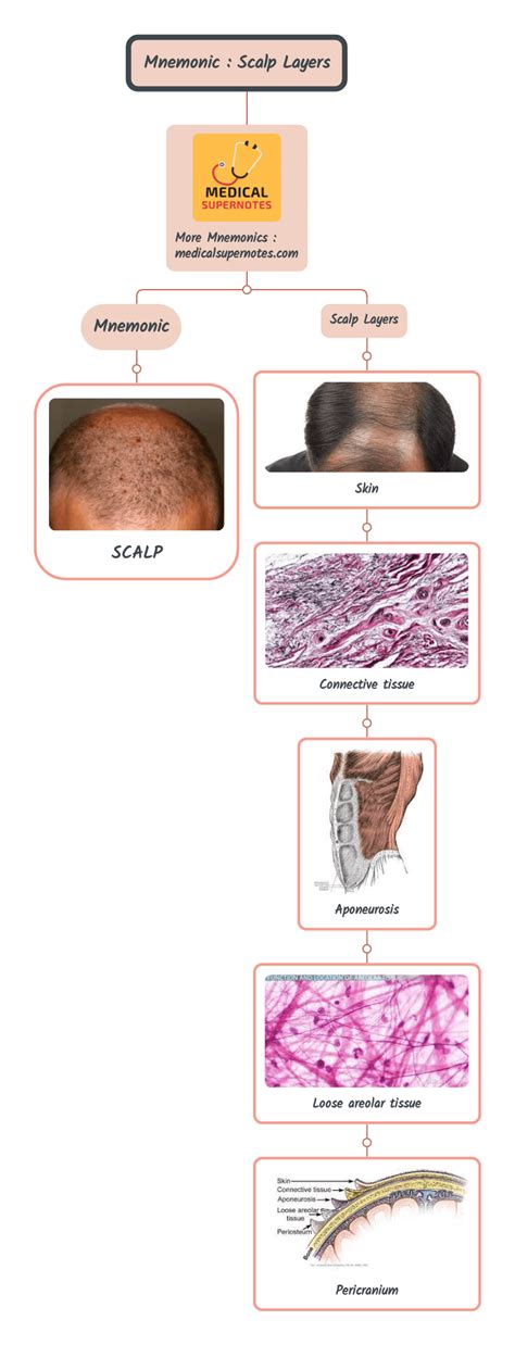 Layers Of Scalp Mnemonic Medizzy - vrogue.co