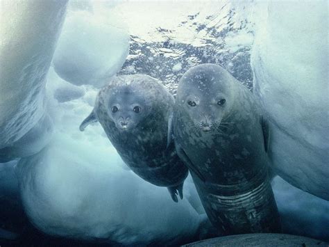 Pinniped | Arctic animals, Pinniped, Antarctica