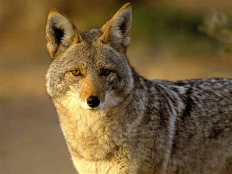 Coyotes Popping Up in St. Michael, Albertville Neighborhoods - North Wright County Today