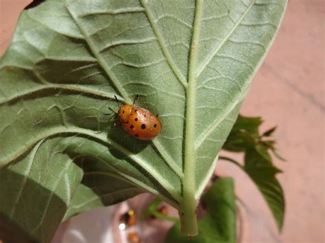 The Scientific Gardener: Mexican Bean Beetle Invasion