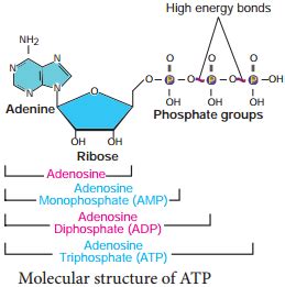 Structure of ATP