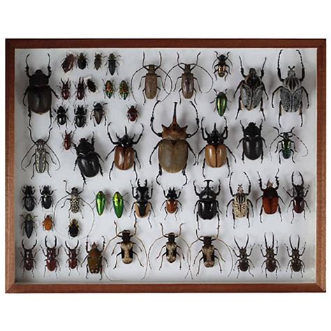 Collection of Taxidermy Beetles at 1stDibs